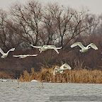 Winter-Photography_by_Daniel_Petrescu
