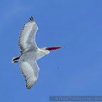 Birds by Daniel Petrescu