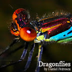 Dragonflies by Daniel Petrescu