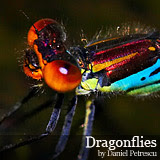 Dragonflies by Daniel Petrescu