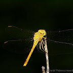 Dragonflies by Daniel Petrescu