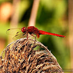 Dragonflies by Daniel Petrescu