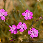 Flowers by Daniel Petrescu