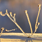 Winter 2009 by Daniel Petrescu