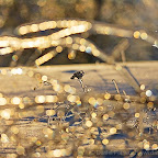 Winter 2009 by Daniel Petrescu