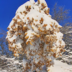Winter 2009 by Daniel Petrescu