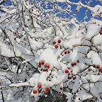 Winter 2009 by Daniel Petrescu