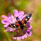 Butterflies and moths by Daniel Petrescu