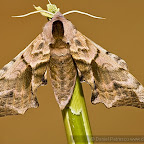 Butterflies and moths by Daniel Petrescu