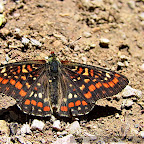 Butterflies and moths by Daniel Petrescu
