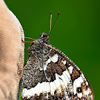 Butterflies and moths by Daniel Petrescu
