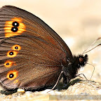 Butterflies and moths by Daniel Petrescu