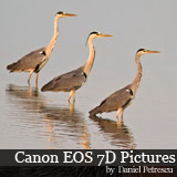Canon Eos 7D pictures