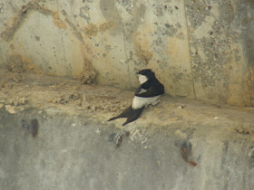 Fecske, fecskék, Révfülöp, Fecske, fecskék, Révfülöp, urbánus állatok, füsti fecske, Hirundo rustica, madarak, képek, molnárfecske, urbánus állatok, madarak, képek, Common House Martin