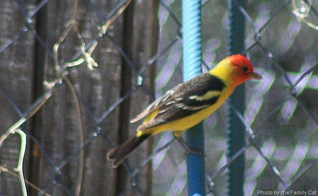 [Western Tanager 640x394[12].jpg]