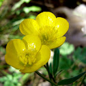 Botón de oro
