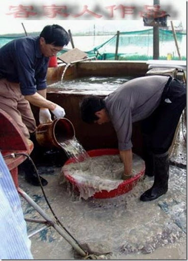 pearl_harvesting6