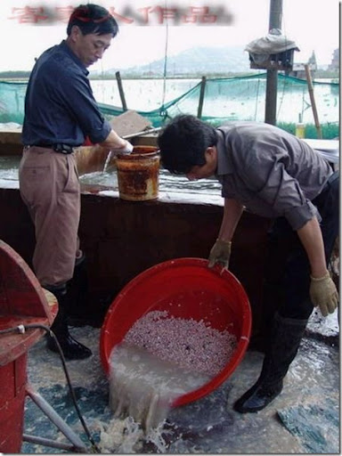 pearl_harvesting8