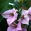 Bougainvilla