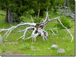 Antler tree 1