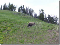 bear 1