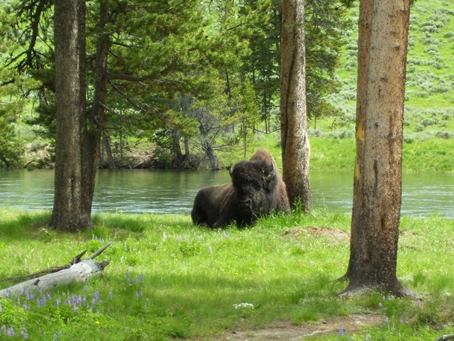 [Bison32.jpg]