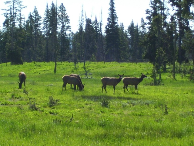[elks12.jpg]