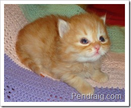 Image of red spotted Siberian Kitten.