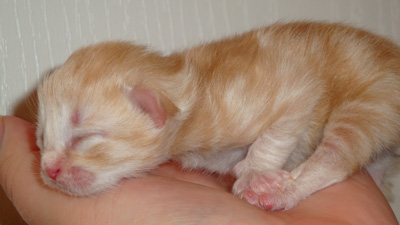 Image of red silver classic Siberian kitten from Pendraig Siberian Cats.