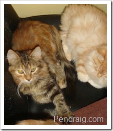 Photo of golden carrier torbie Siberian cat Forestwind Gemma of Pendraig.
