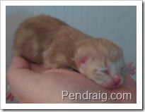Photo of cameo classic siberian kitten at Pendraig a Texas Siberian Cattery.