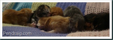 Photo of 1  week old litter of Siberian Kittens.