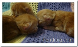 Image of three red Siberian kittens.