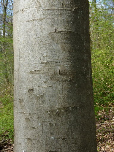 Bois & Racines P1020330