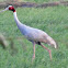 Sarus Crane