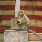 Aeffchen isst Banane