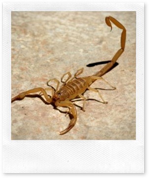 scorpion