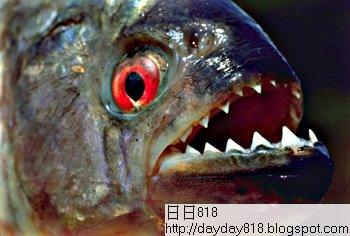 全球十大最恐怖 惡魔魚
