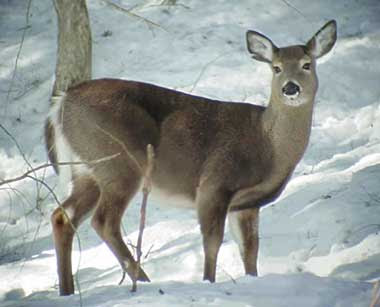 Iowa DNR Stock Photo