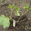 Sweet Slice Cucumbers