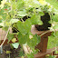 Black-Eyed Susan Vine