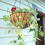 Christina's 10" Hanger garden