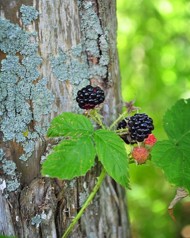 [Blackraspberries-1[4].jpg]