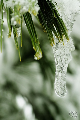 [pine tree icecicle[7].jpg]