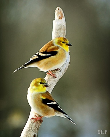 [goldfinches[5].jpg]