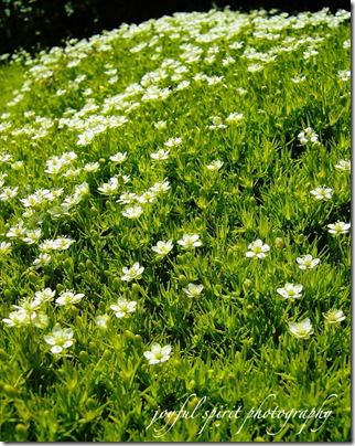 A Mossy Close Up watermark