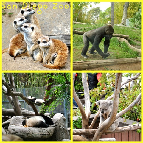 [Zoo animals[3].jpg]