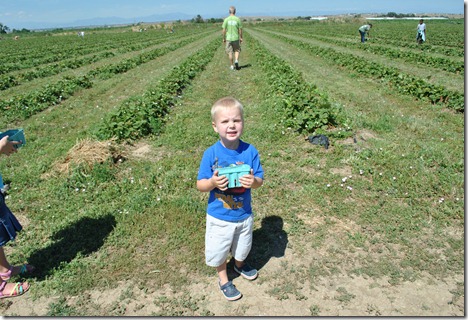 berry patch farms