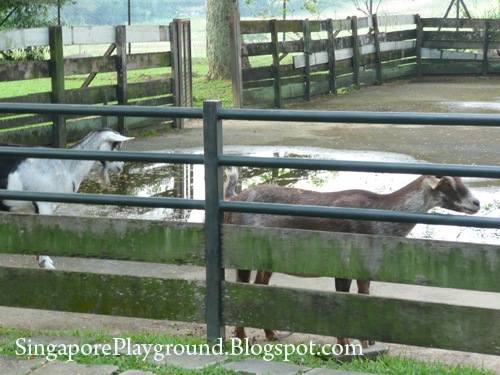 [Animal Resort Goat[3].jpg]