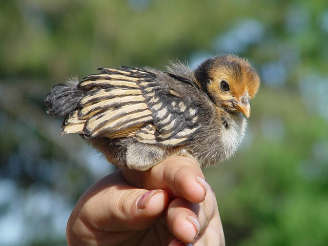 [chick[4].jpg]